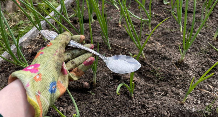Луковица с два кулака: кормим лук в июле, и он отблагодарит богатым урожаем