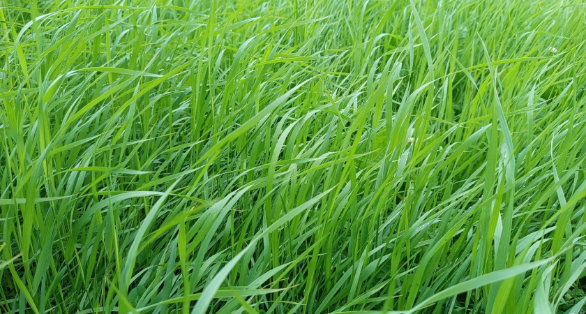 Метеорологи рассказали, какая погода ждет Коми 22 июля