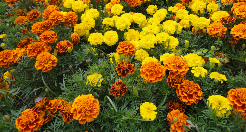 Заменила бархатцы более полезным цветком — это растение борется со многими вредителями, вирусами и болезнями в огороде