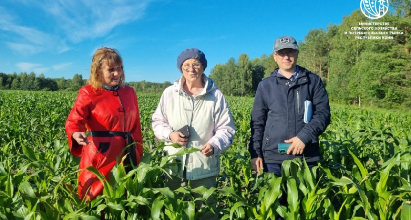 Кукуруза в Коми: северный эксперимент с кормовыми культурами набирает обороты