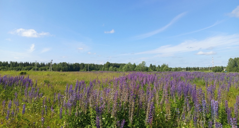 Лето дарит жителям Коми еще один жаркий день: погода 26 июля