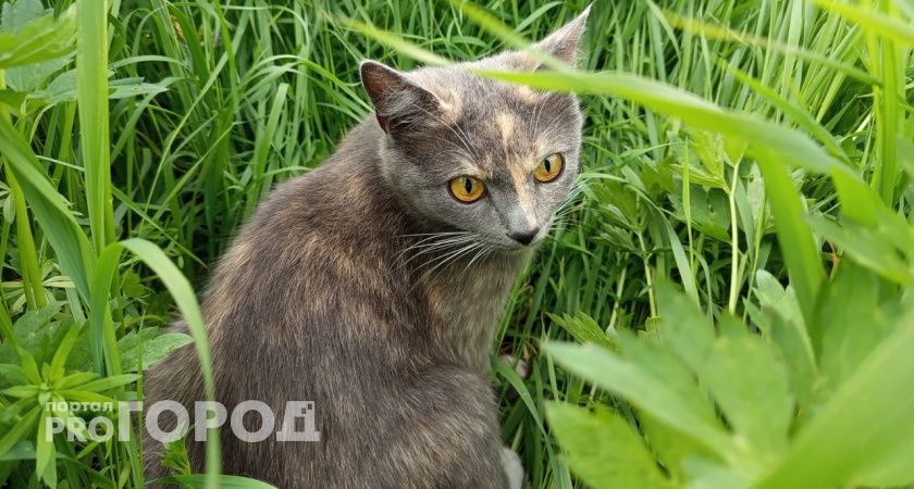 Жители Коми чаще выбирают кошек в качестве питомцев