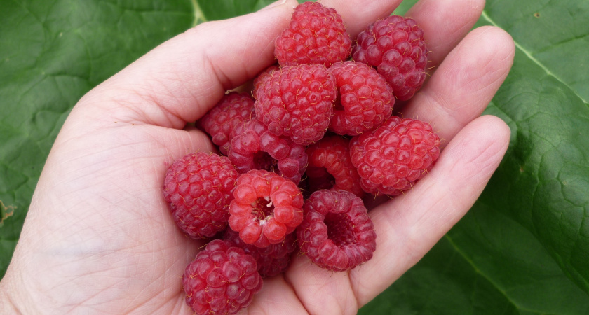 3 ошибки в уходе за малиной — и урожая “с гулькин нос”. Не делайте этих ошибок в конце июля и в августе, хотя многие советуют