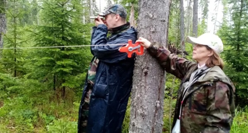 В Коми завершили масштабную проверку молодых лесов