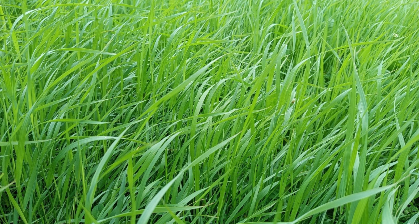 Коми в зоне погодных контрастов: грозы, туман и резкие перепады температур