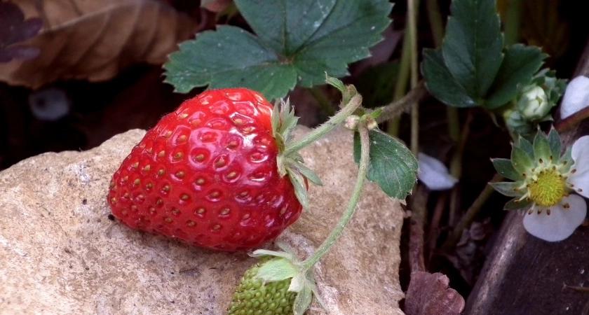 Как одна ошибка мужа помогла увеличить урожай клубники вдвое: собираем ведрами. До сих пор удивляюсь, как ему хватило ума