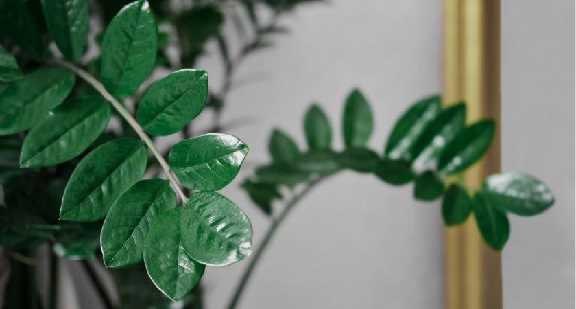 Четыре таблетки — и замиокулькас изменится до неузнаваемости: порадует многочисленными побегами уже в начале августа