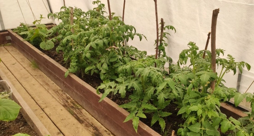 Опрыскала кусты раствором из кухни — и фитофтора сходит на нет уже к утру: листья чистые, плоды целые, урожай спасён 