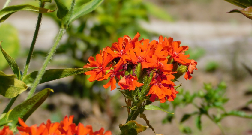 30 июля Коми ждет теплая погода с переменной облачностью