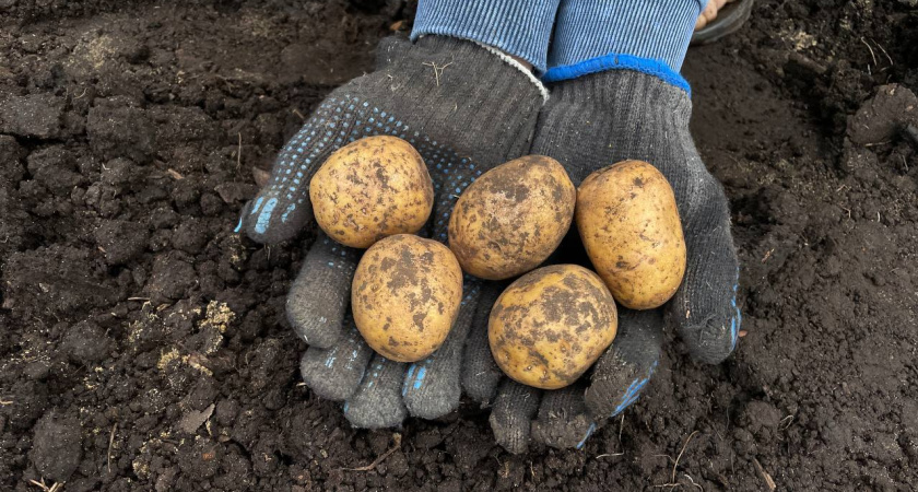 Никогда не копаю картошку до этого дня - жду 1 признак и отсчитываю 14 дней: клубни не прорастают в погребе - дедовский способ не подводит
