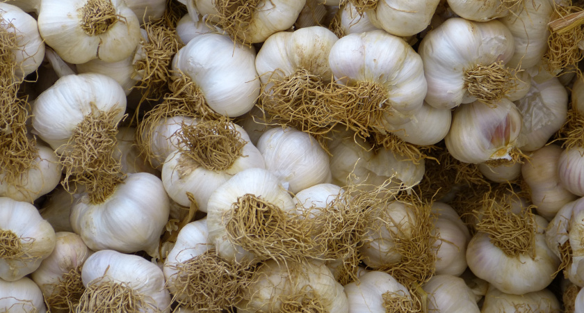 Сажаю озимый чеснок в августе уже несколько лет - делюсь опытом ранней посадки и возможными рисками