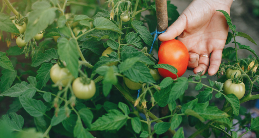 Пшикнула аптечной настойкой на листья — и фитофтора даже не подошла: помидоры дозрели до последнего