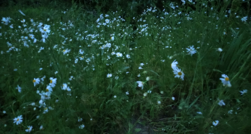 Коми ждет резкая смена погоды: от жары до гроз 4 августа