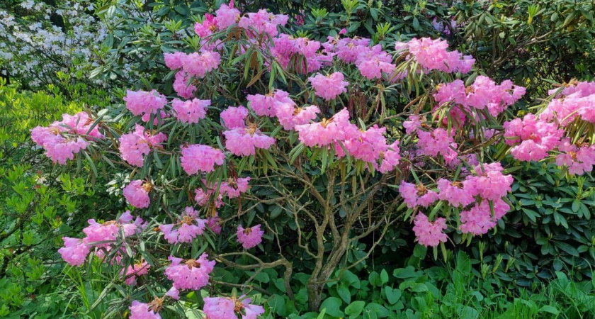 Радует глаз и спасает от сорняков: неприхотливый многолетник, который вызовет зависть у соседей