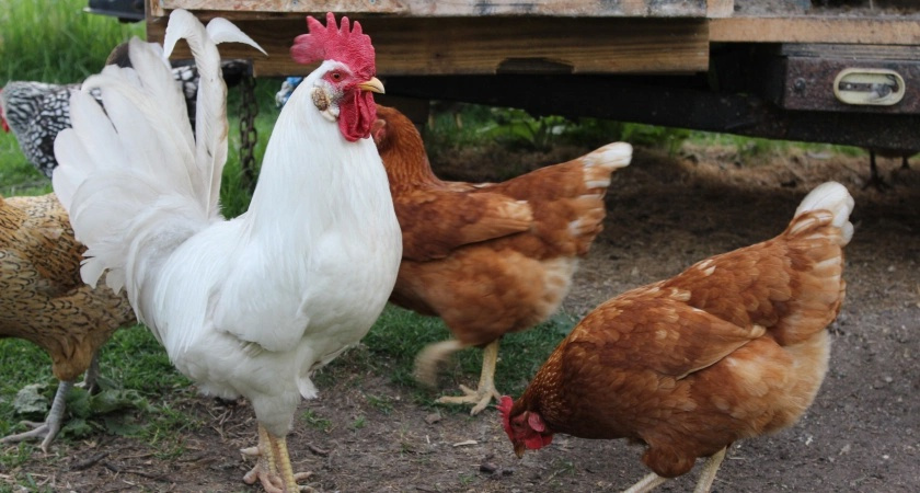 Вши с кур сбегут, сверкая пятками: закидываем 3 веточки в курятник — и облысение несушкам больше не грозит