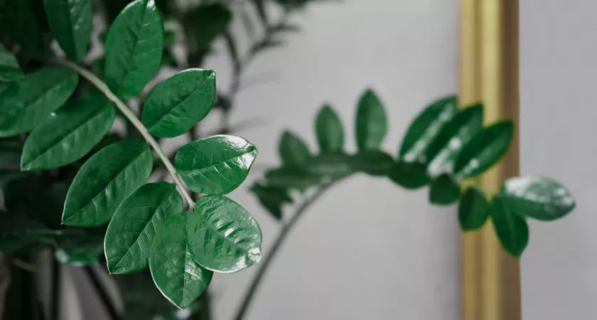 Фото к статье: Четыре таблетки — и замиокулькас изменится до неузнаваемости: порадует многочисленными побегами уже в начале августа