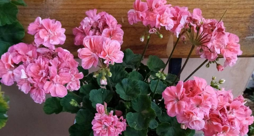 1 капля в воду — и даже "лысая" герань покроется цветочными облаками: будет цвести круглый год без перерыва