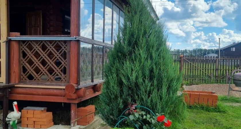 Опаснее борщевика: как Американский вредитель захватывает российские территории и чем это грозит окружающей среде (запрещено выращивать на у