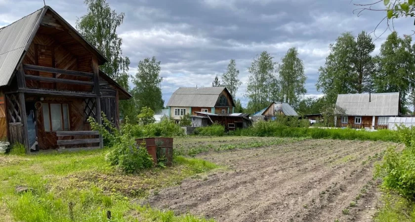 Фото к статье: Осенью вместо горчицы сею этот мощный сидерат - проволочника и фитофтору счищает вмиг: после картошки и томатов идеально