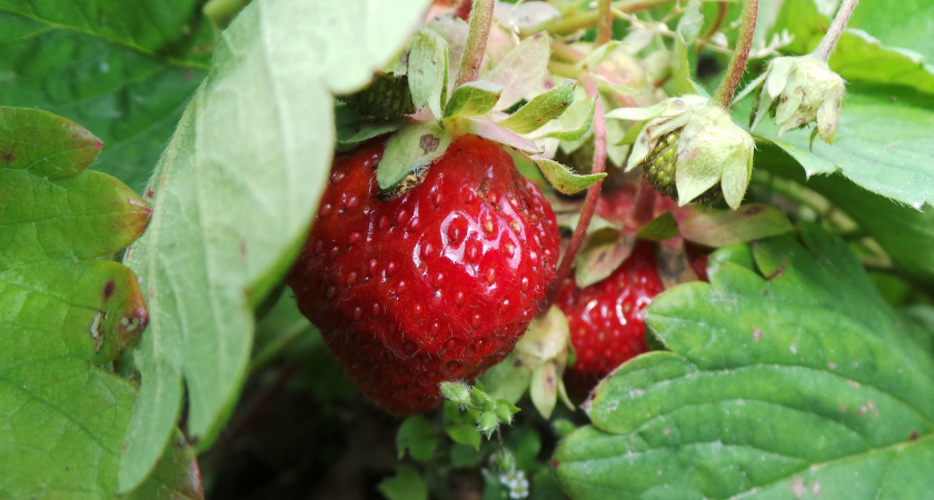 Готовлю клубнику к зиме уже в августе. Рассказываю, что делаю и зачем - следующим летом много ягод обеспечено