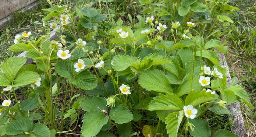 Мы думаем что эта ягода полезна, но это не так. Едим ее всю жизнь как деликатес и детей приучаем