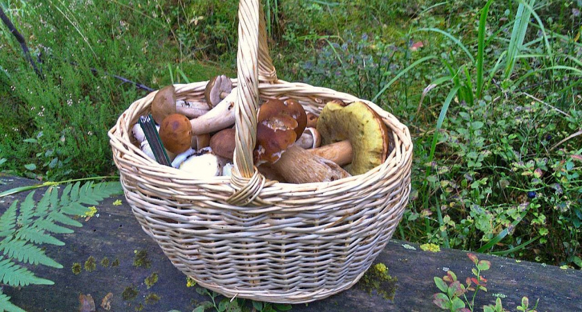 Яд в бульоне. Врач объяснила, из каких съедобных грибов не стоит варить суп