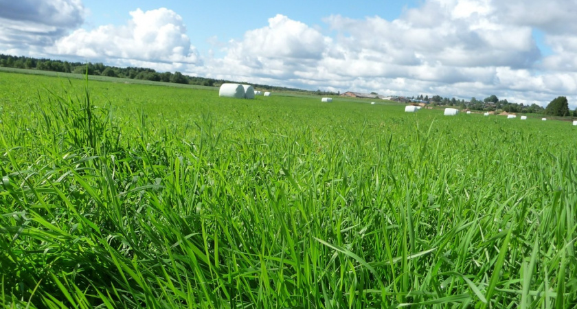 Аграрии Коми успешно заготавливают корма, но ливни осложняют работу на севере