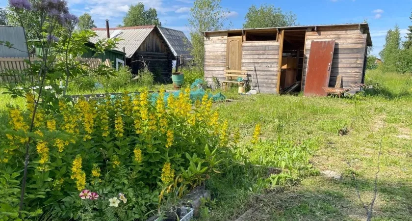 Фото к статье: Бесконечный рост сорняков прекратился, а я наконец-то выдохнул: помог научный подоход к борьбе с дурной травой на грядках 