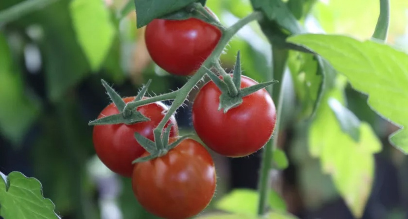 2 ст. л. на 10 л воды для томатов после 1 августа — и прощай, фитофтора: проверенный рецепт от опытного агронома