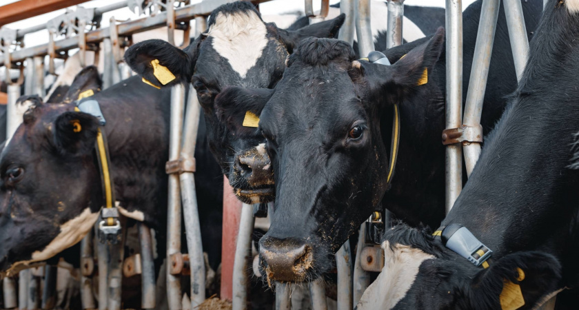Сельское хозяйство Республики Коми демонстрирует стабильный рост производства