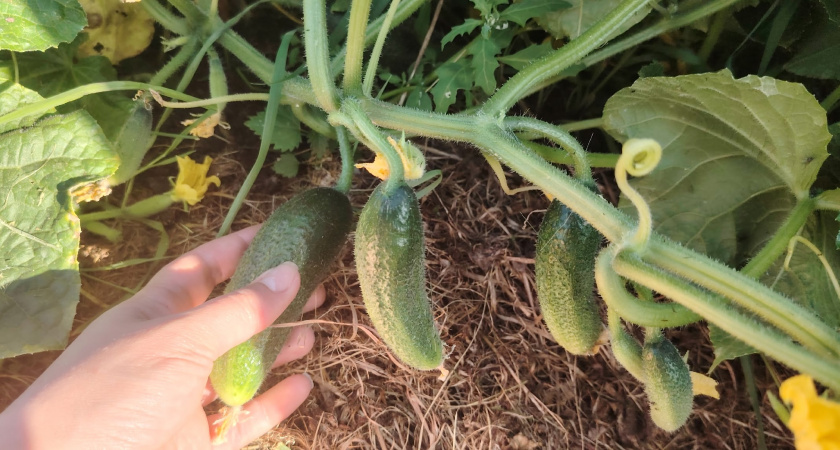 Любимая подкормка огурцов в августе - чтобы плодоношение длилось как можно дольше, а огурцов было больше