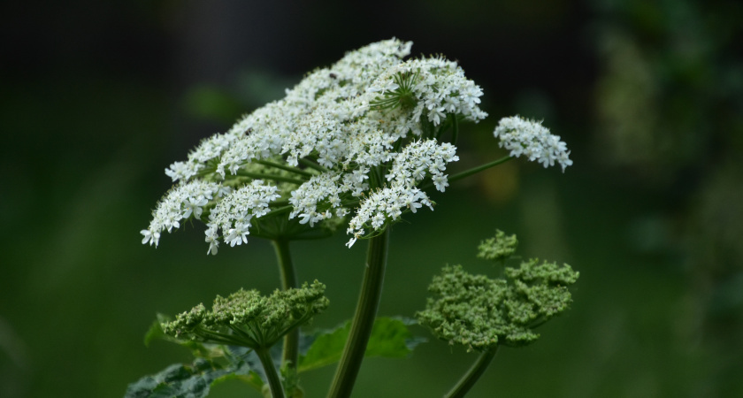 "От сныти легко избавиться, если знать где её слабое место": уничтожаем упрямый сорняк на даче без лишних хлопот