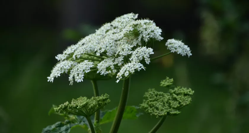 Фото к статье: "От сныти легко избавиться, если знать где её слабое место": уничтожаем упрямый сорняк на даче без лишних хлопот