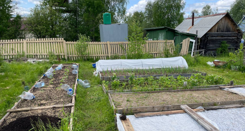 Как за копейки превратить свободные грядки в золотую жилу: засеваю их 5 сидератами в августе. Соседи удивляются урожаю без единой подкормки