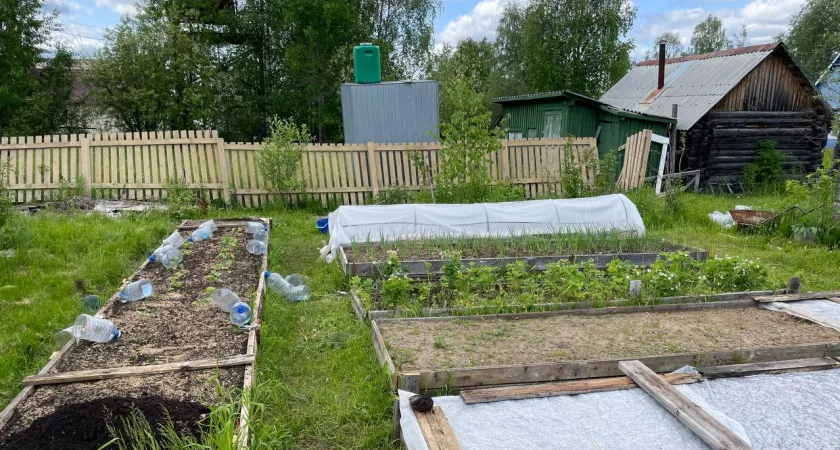 Фото к статье: Как за копейки превратить свободные грядки в золотую жилу: засеваю их 5 сидератами в августе. Соседи удивляются урожаю без единой подкормки