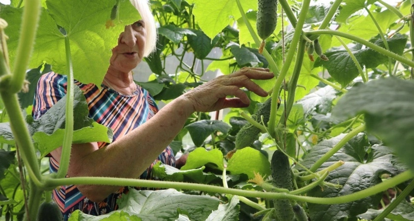 Не зола и не коровяк: огурцы обожают эту подкормку в августе - сформируют богатый урожай и избавятся от желтых листьев