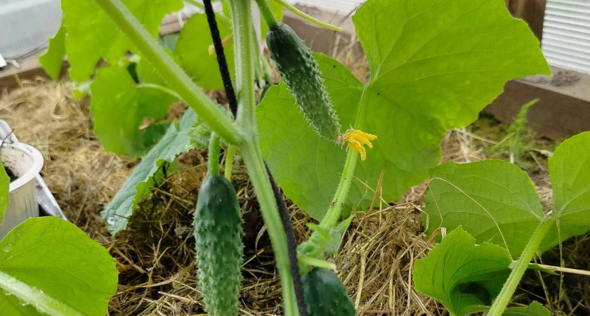 То кончик тонкий, то “крючком”: вот почему огурцы в начале августа не завязываются, мелкие, завязь сохнет - 3 причины
