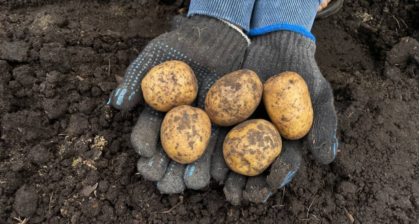 Никогда не копаю картошку до этого дня - жду 1 признак и отсчитываю 14 дней: клубни не прорастают в погребе - дедовский способ не подводит