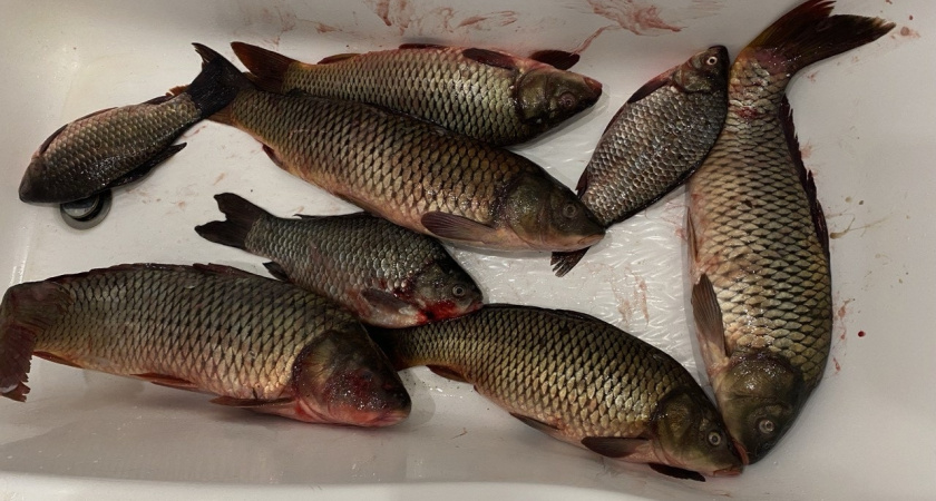 Черный список рыбы: 8 видов, от которых лучше держаться подальше - полны опасных химикатов