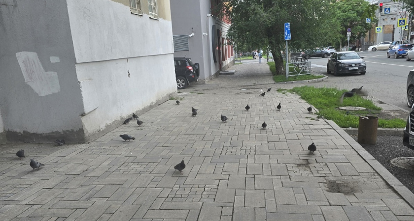 Что означает голубь на вашем окне: важные знаки, которые нельзя игнорировать - вот что сулит