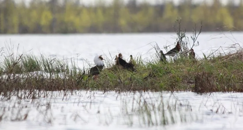 Фото к статье: В заказнике Коми ученые обнаружили редкие виды птиц