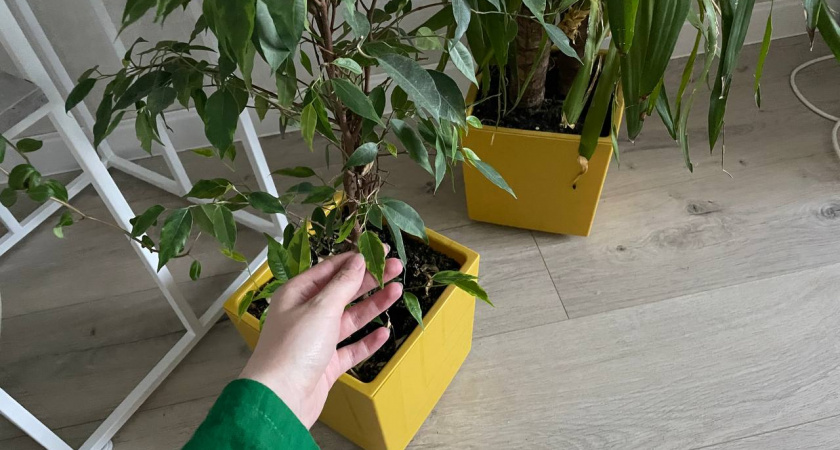 По 3 капли на раствор: фикус зазеленеет и даст новые "стрелы" - поливаем так в августе