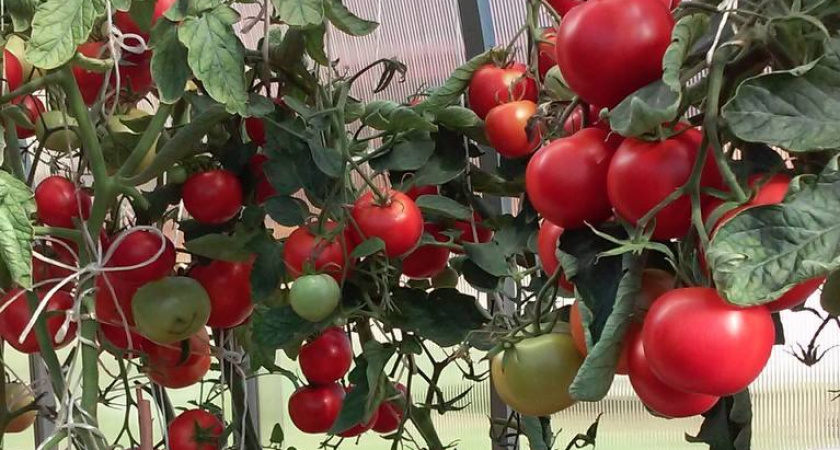 Пшикнула аптечной настойкой на листья — и фитофтора даже не подошла: помидоры дозрели до последнего