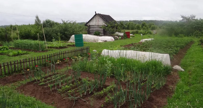 Фото к статье: После картошки сеем такой сидерат: он заменяет машину навоза - и прогоняет проволочника и паршу