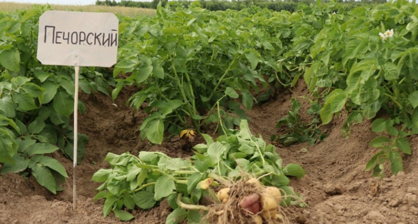 Новый сорт картофеля из Коми покоряет Арктику