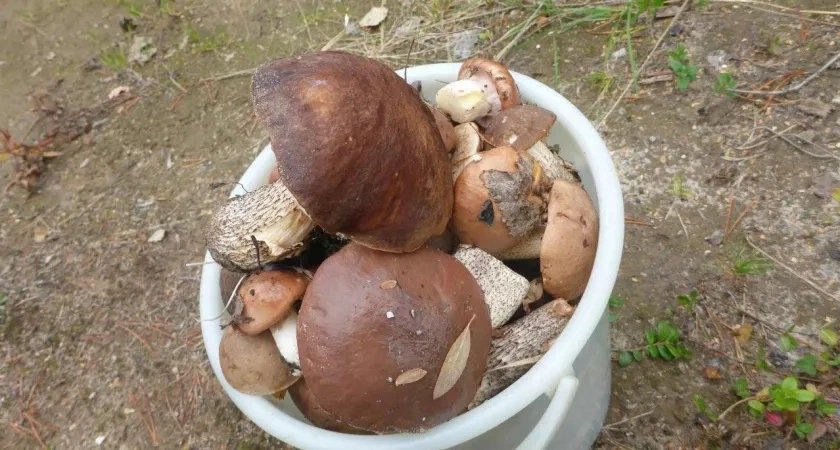 Что будет, если есть червивые грибы и ягоды - запомните раз и навсегда