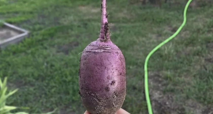 Фото к статье: Свеклу варю теперь только так: времени уходит в разы меньше - бонусомм чистая кастрюля