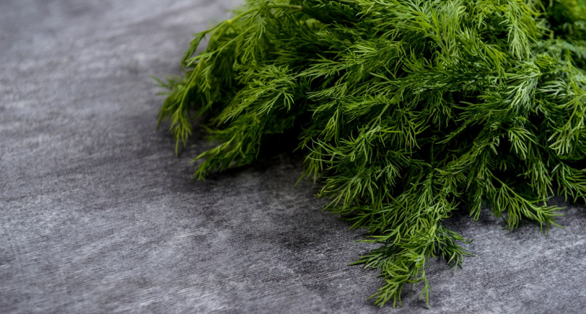 Больше зелень не замораживаю — делаю укропный соус, сметаем всей семьей за неделю