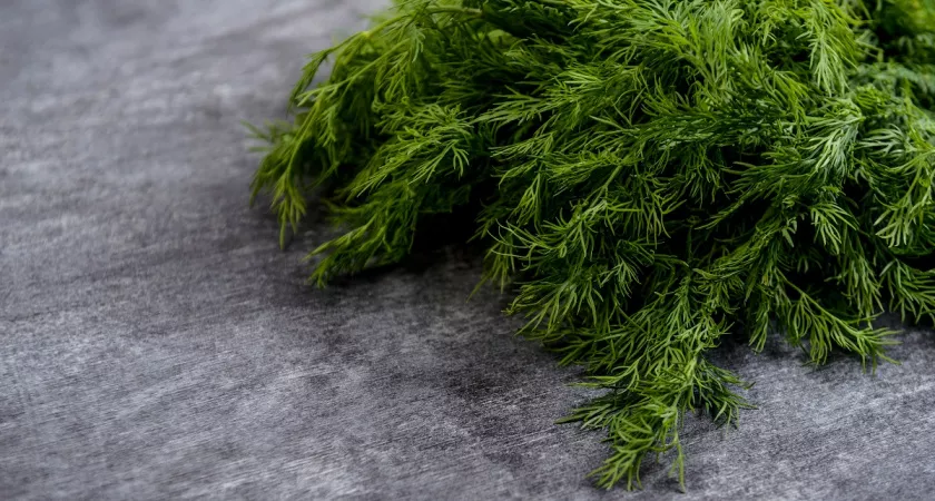 Фото к статье: Больше зелень не замораживаю — делаю укропный соус, сметаем всей семьей за неделю