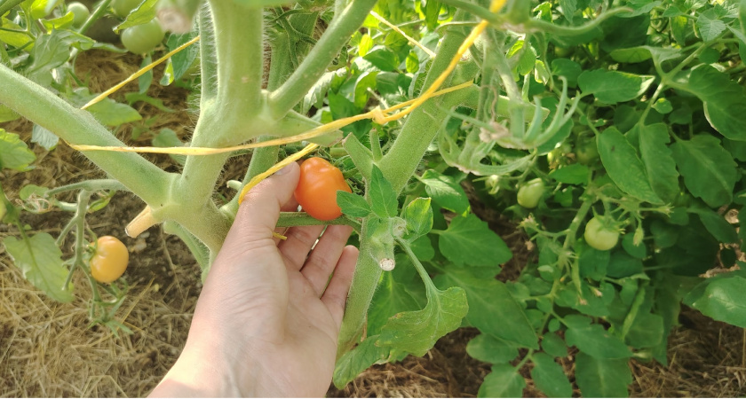 Чтобы томаты в августе быстро покраснели, но успели налиться: 3 дела. И что мешает росту плодов и созреванию - век живи, век учись